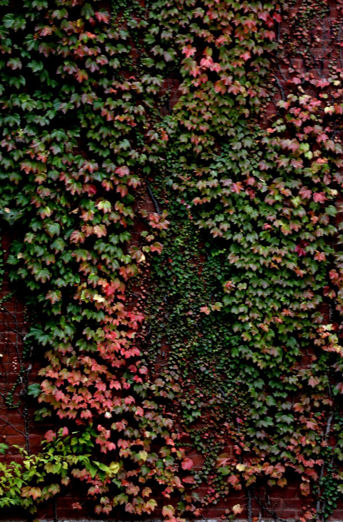 Fall colors in urban St. Louis